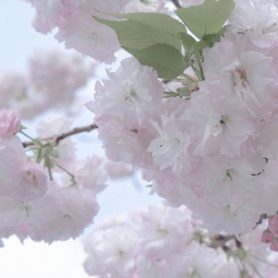 Furry插画风格打造兽圈社群